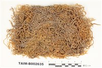 藏品(粗枝苔屬)的圖片